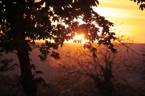 Träd i solnedgången — Stockfoto