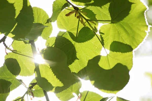 Leaves of linden tree — Stock Photo, Image