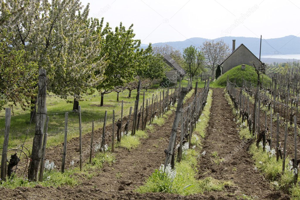 Vineyard in spring time
