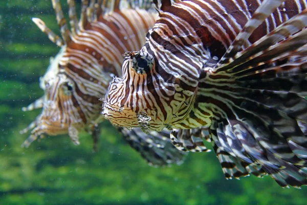 Ryby korálové útesy — Stock fotografie