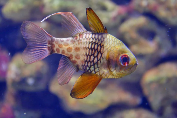 Peixes de aquário — Fotografia de Stock