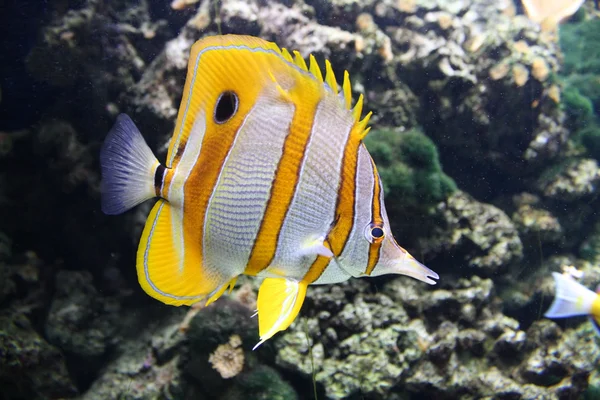 stock image Coral reef fish