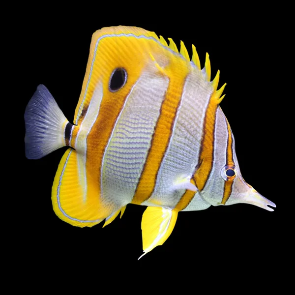 Ryby korálové útesy — Stock fotografie