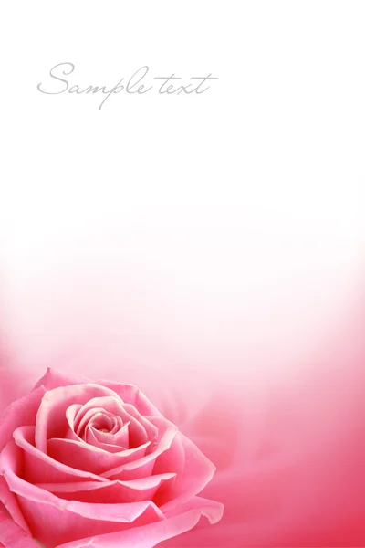 Rosa Rose Karte — Stockfoto