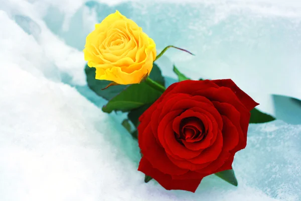 黄色と赤のバラ — ストック写真