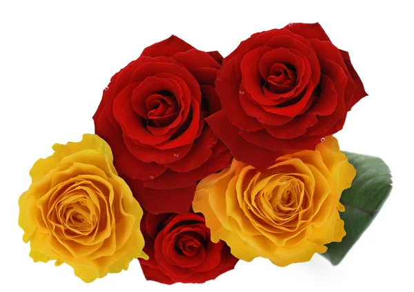 Red and yellow roses — Stock Photo, Image