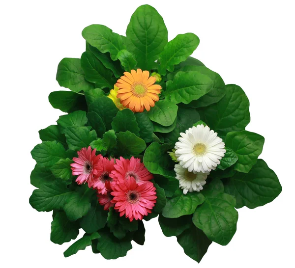 Bouquet of gerbera flowers — Stock Photo, Image