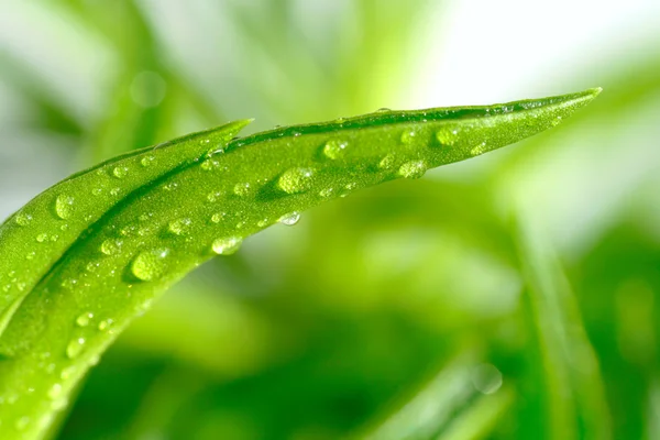 Grass covered dew — Stock Photo, Image