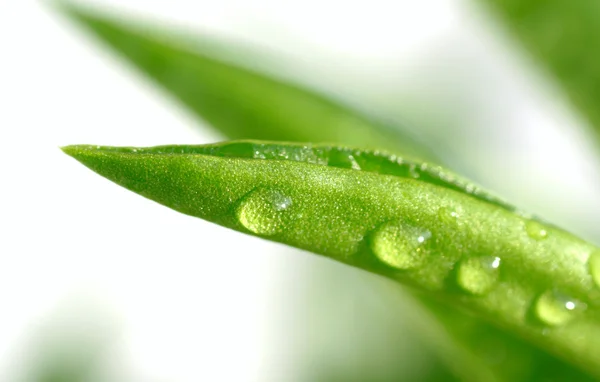 Green grass covered dew — Stock Photo, Image