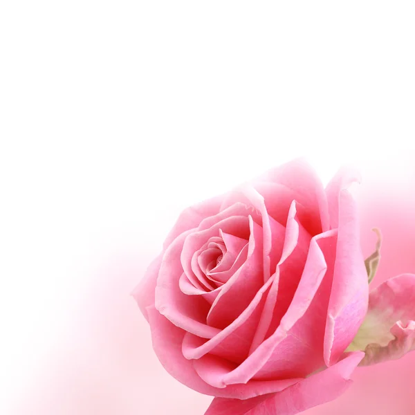 Pink rose Stock Photo