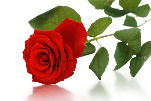 Красная роза Стоковая Картинка