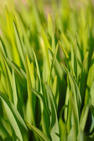 stock image Grass