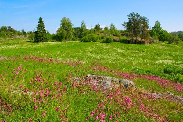 stock image Green grassland