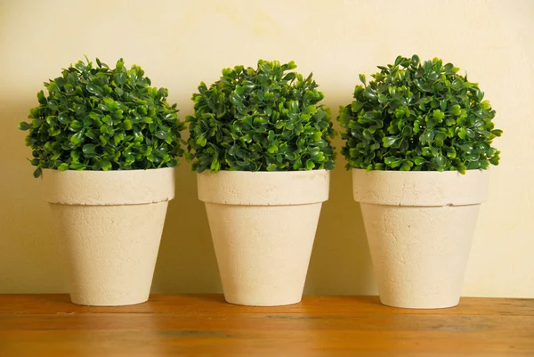 Üç dekoratif Saksı bitkiler — Stok fotoğraf