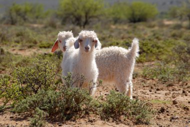 Young Angora Goats clipart