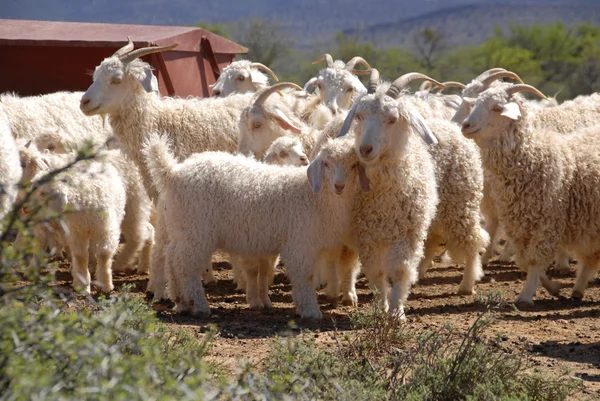 Стая ангорских коз — стоковое фото
