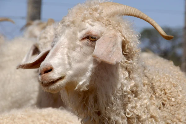 Взрослая ангорская коза — стоковое фото