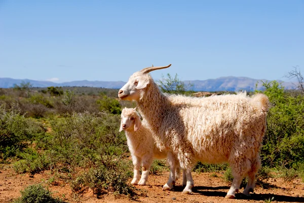 Angora capra adulta con agnello — Foto Stock