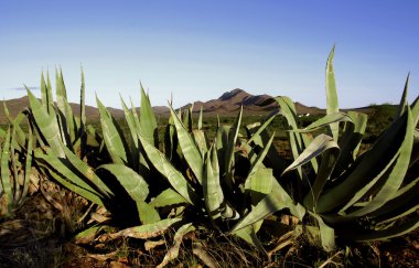 aloe tesisi