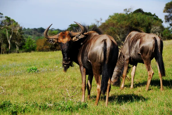 Grazing Wildebeest — Stock Photo, Image