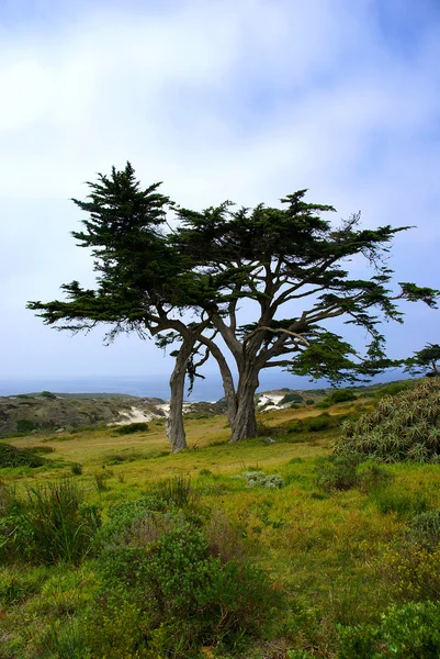 stock image Tree at Cape Point