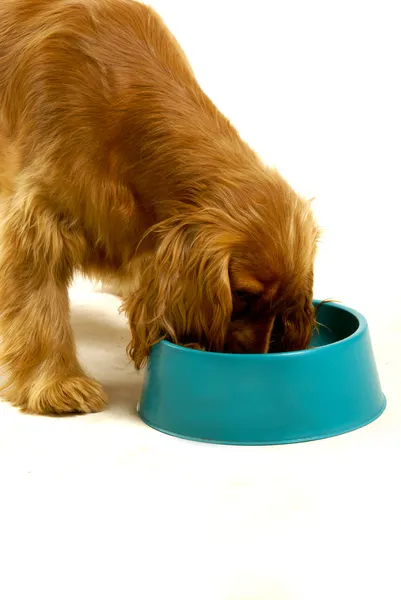 Cão comendo fora de uma tigela — Fotografia de Stock