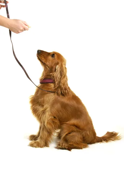 犬の訓練 — ストック写真