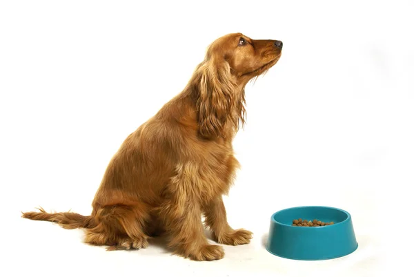 Dog begging for more food — Stock Photo, Image