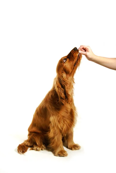 Treinamento de cães - Sente — Fotografia de Stock