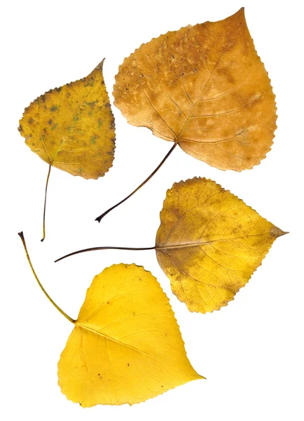 Autumn leaves isolated on white background — Stock Photo, Image
