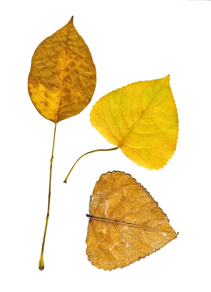 stock image Autumn leaves isolated on white background