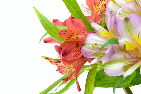 stock image Lilies