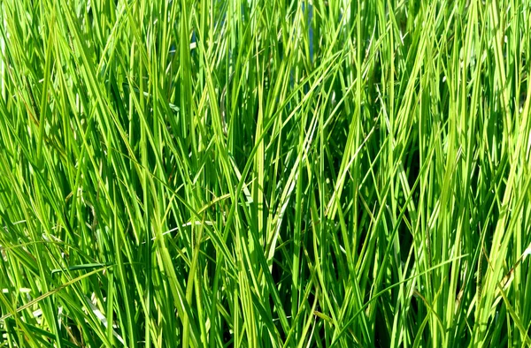 stock image Green grass