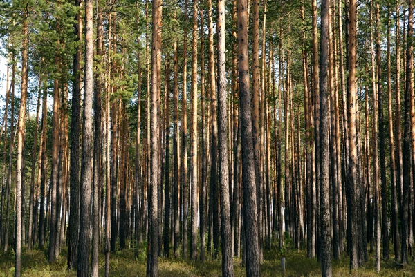 stock image Pine forest