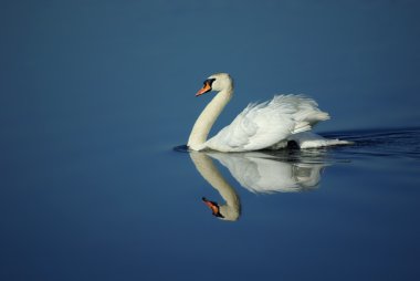 Swan, kuş, su,