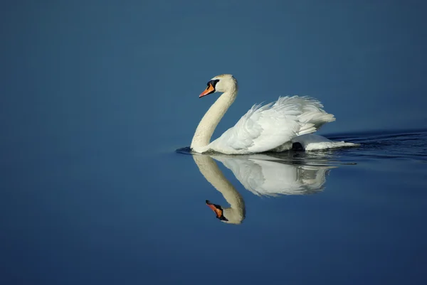 Swan, bird, water, — Stock Photo, Image