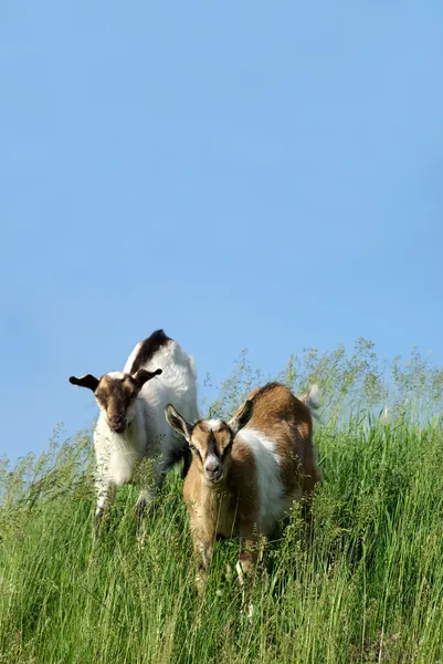 山羊、 农场、 村 — 图库照片