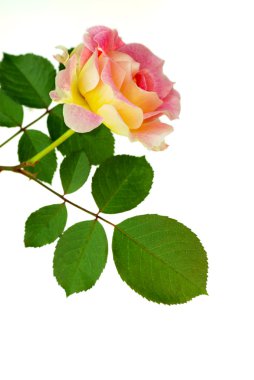 Rose, flower, holiday clipart