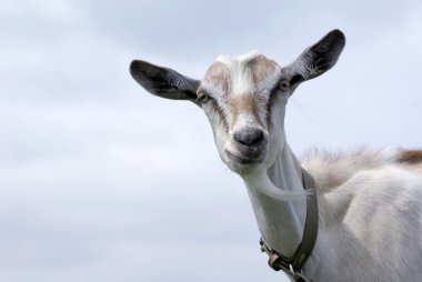 Goat, pet, animal clipart