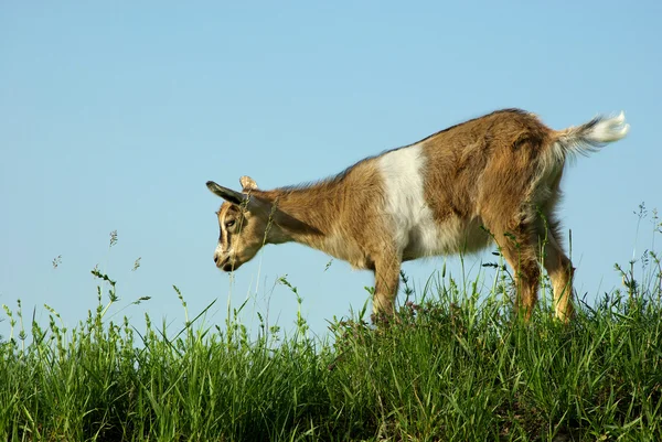 Коза, ферма, животное — стоковое фото