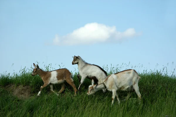 Goat, farm, the offspring — Stock Photo, Image