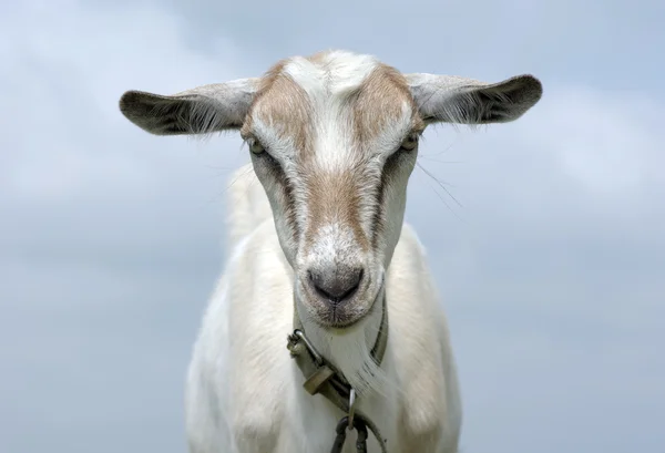Goat, pet, animal — Stock Photo, Image