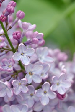 Lila, flower, nature