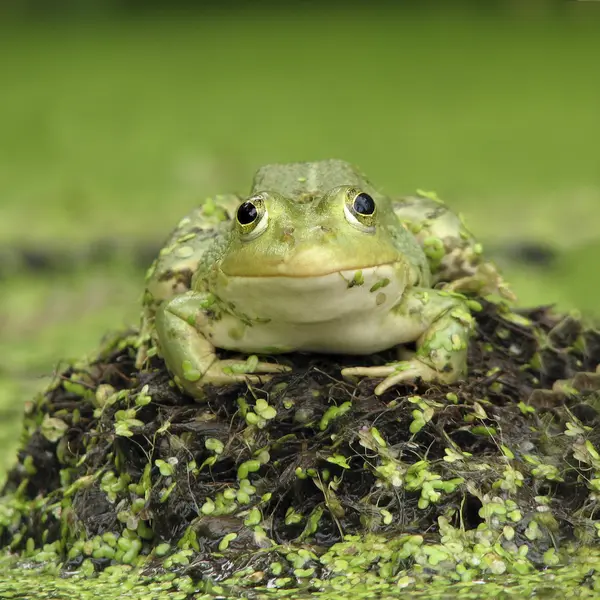Портрет зеленої жаби — стокове фото