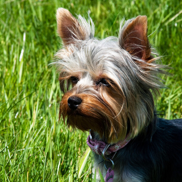 Собачья морда
