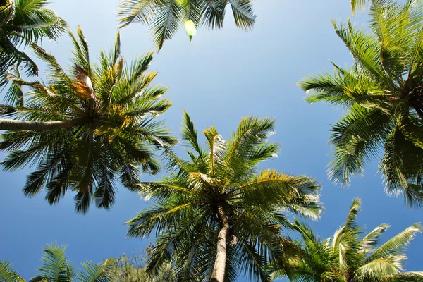Palm ormbunksblad på himlen — Stockfoto
