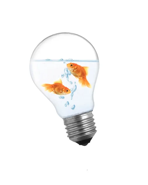 Fish bulb — Stock Photo, Image