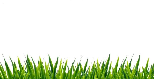 stock image Green grass