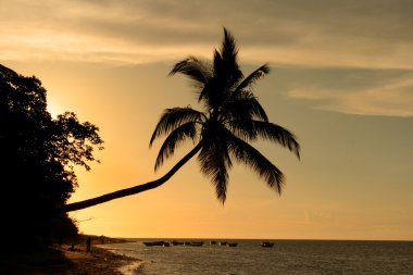 Curved palm tree at sunset, extending towards the sea clipart