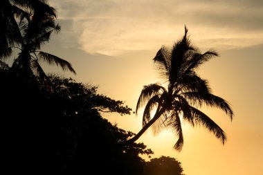 Silhouette of palm tree at sunset clipart